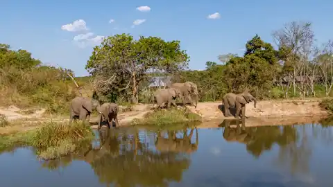 Elephant Whispers - © www.theguys.co.za