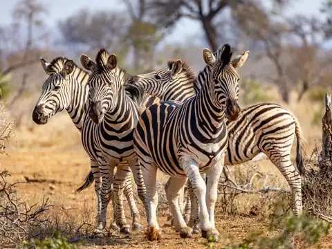 Kruger National Park - © www.theguys.co.za