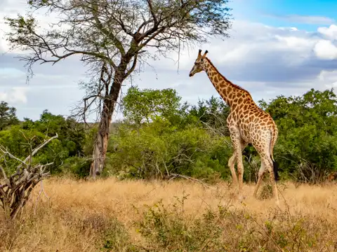 Kruger National Park - © www.theguys.co.za